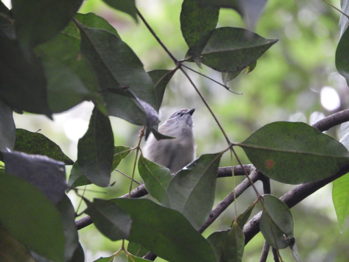Brown Gerygone - ML643663691