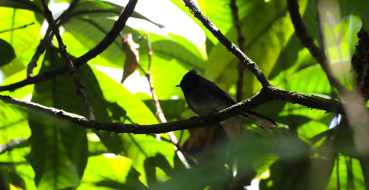 White-tailed Crested Flycatcher - ML643663692