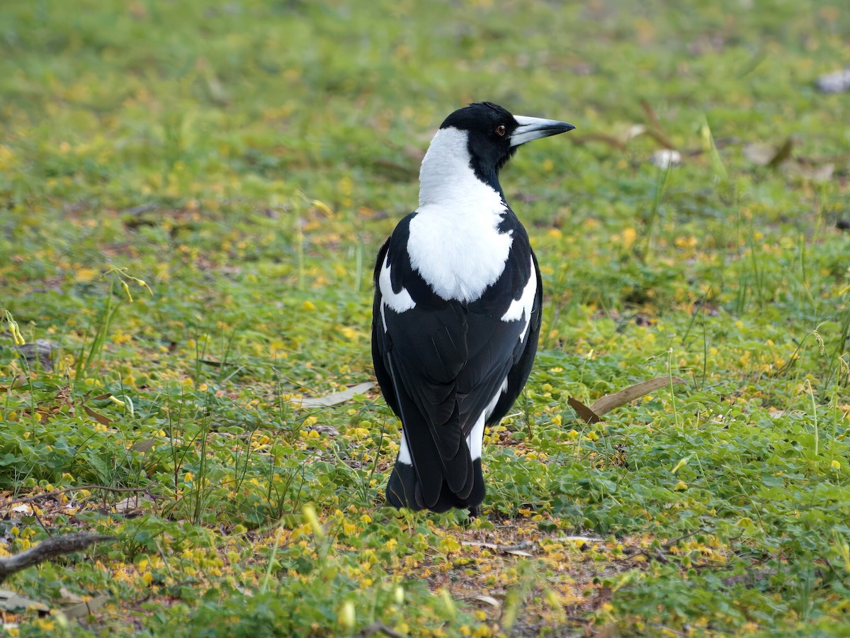Australian Magpie (White-backed) - ML643663715