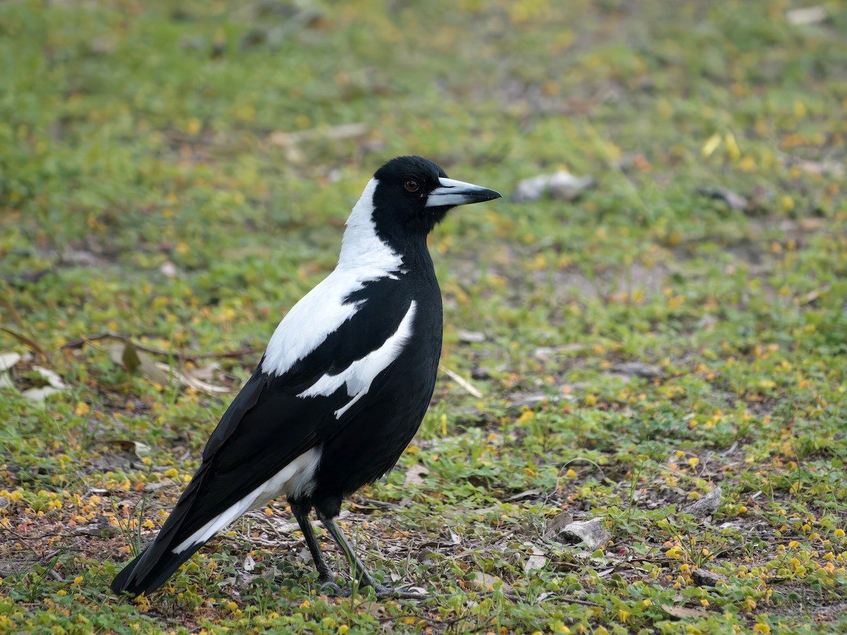 Australian Magpie (White-backed) - ML643663716