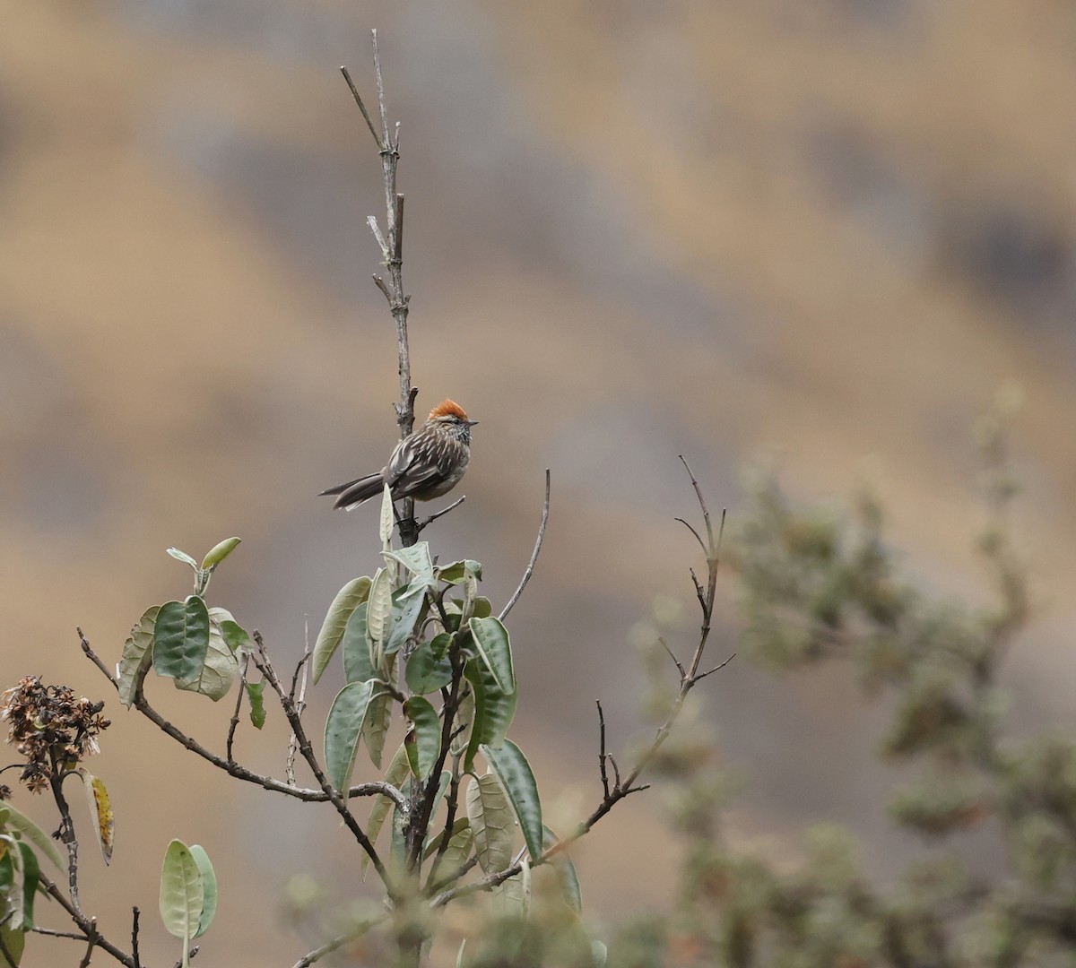 White-browed Tit-Spinetail - ML643663722