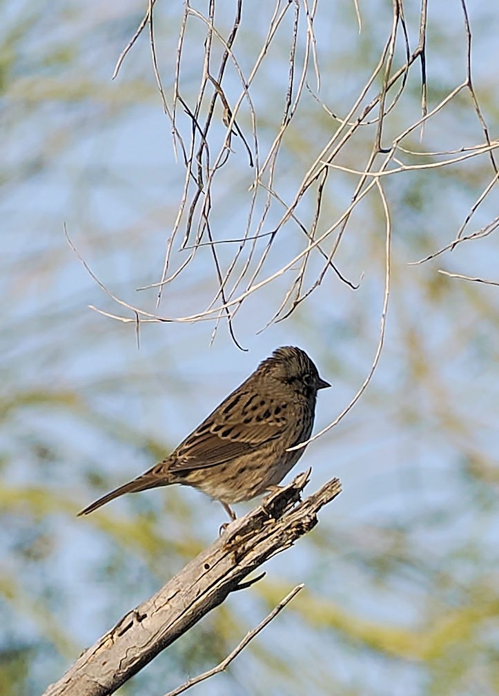 Lincolnammer - ML643663731