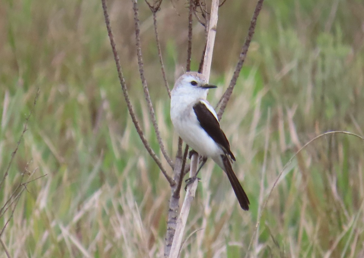 Black-and-white Monjita - ML643663757