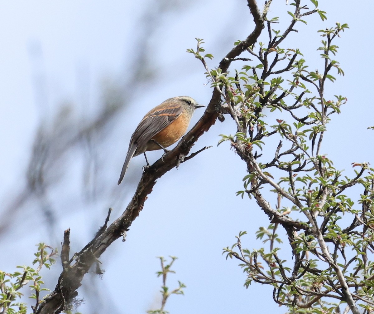 Brown-backed Chat-Tyrant - ML643663758