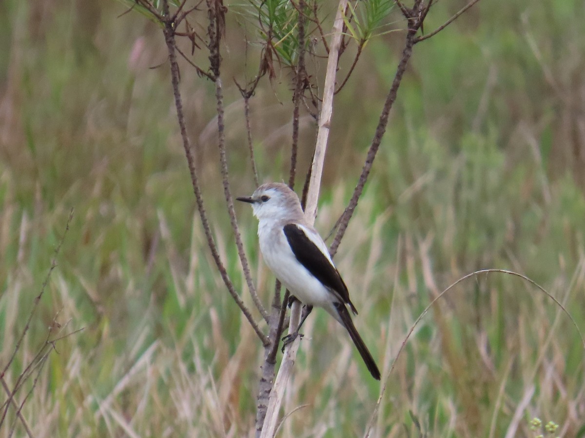 Black-and-white Monjita - ML643663759
