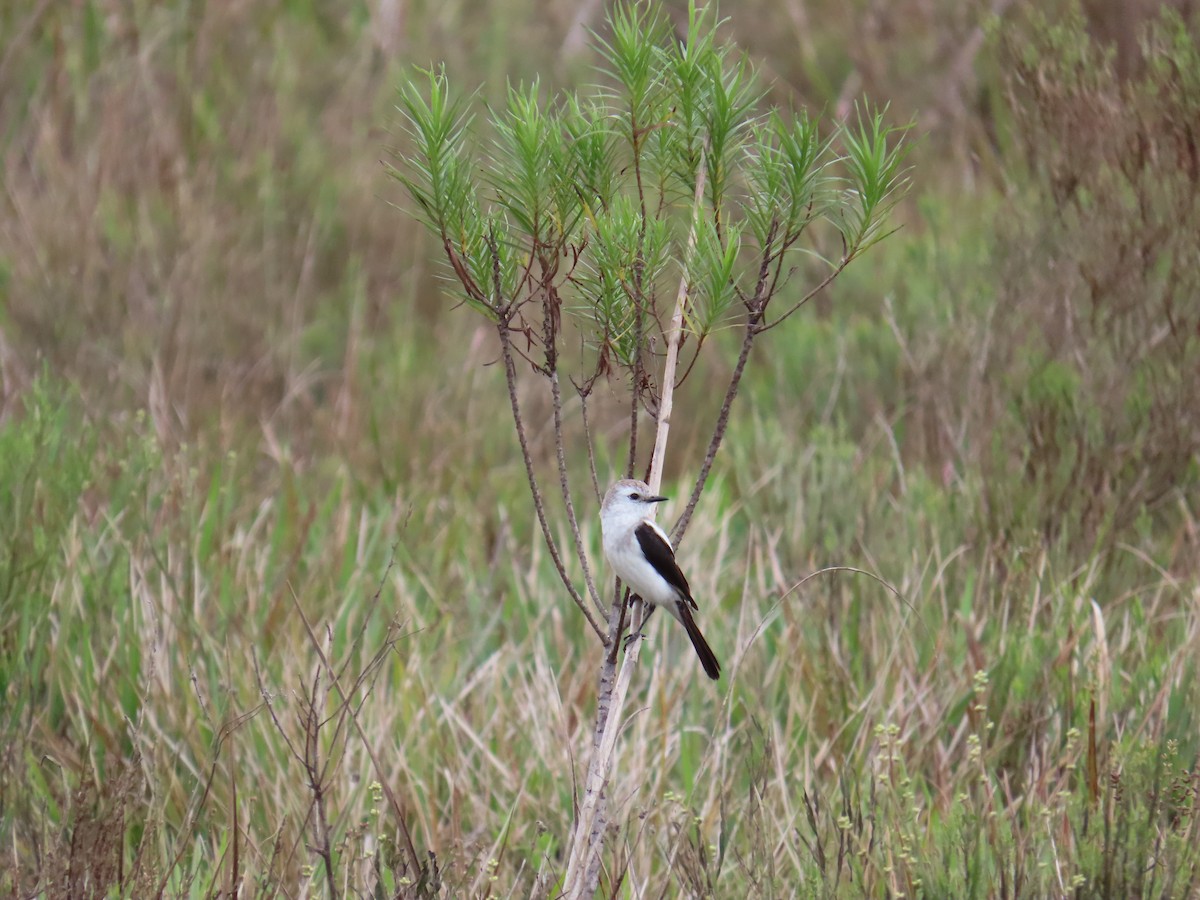 Black-and-white Monjita - ML643663760