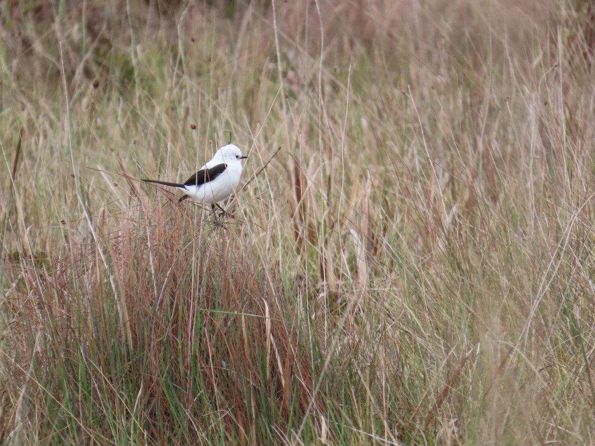 Black-and-white Monjita - ML643663762
