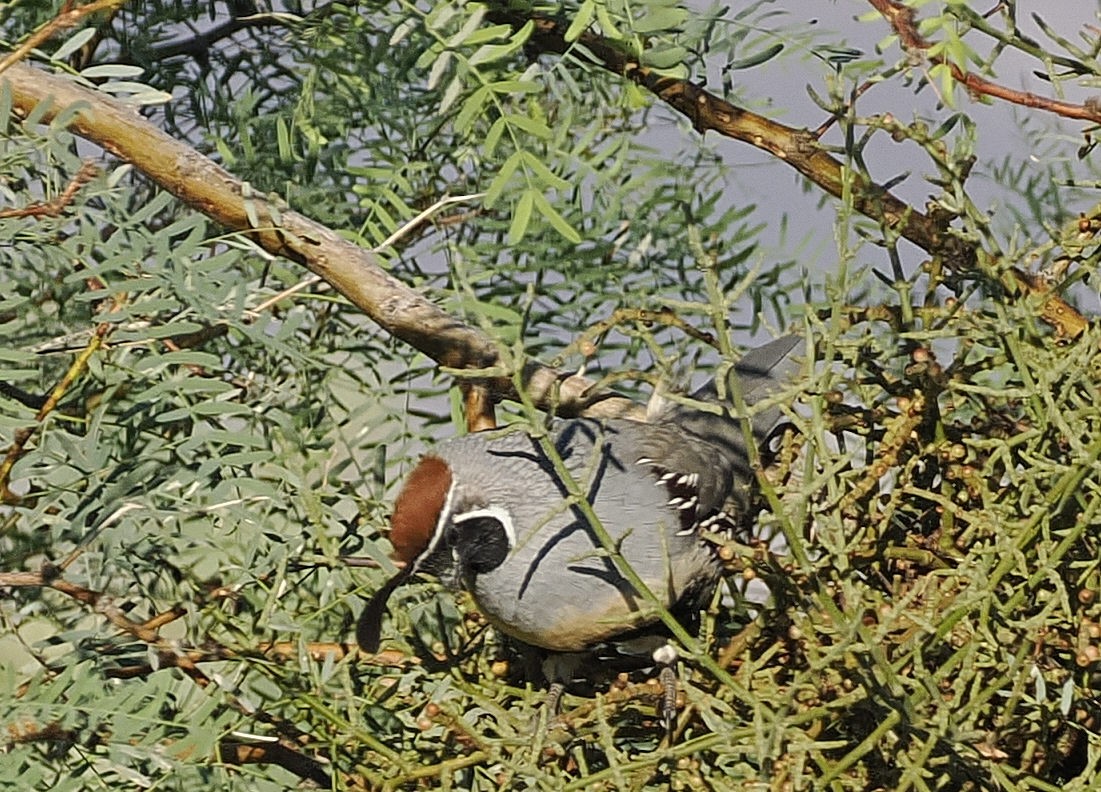 Helmwachtel - ML643663764