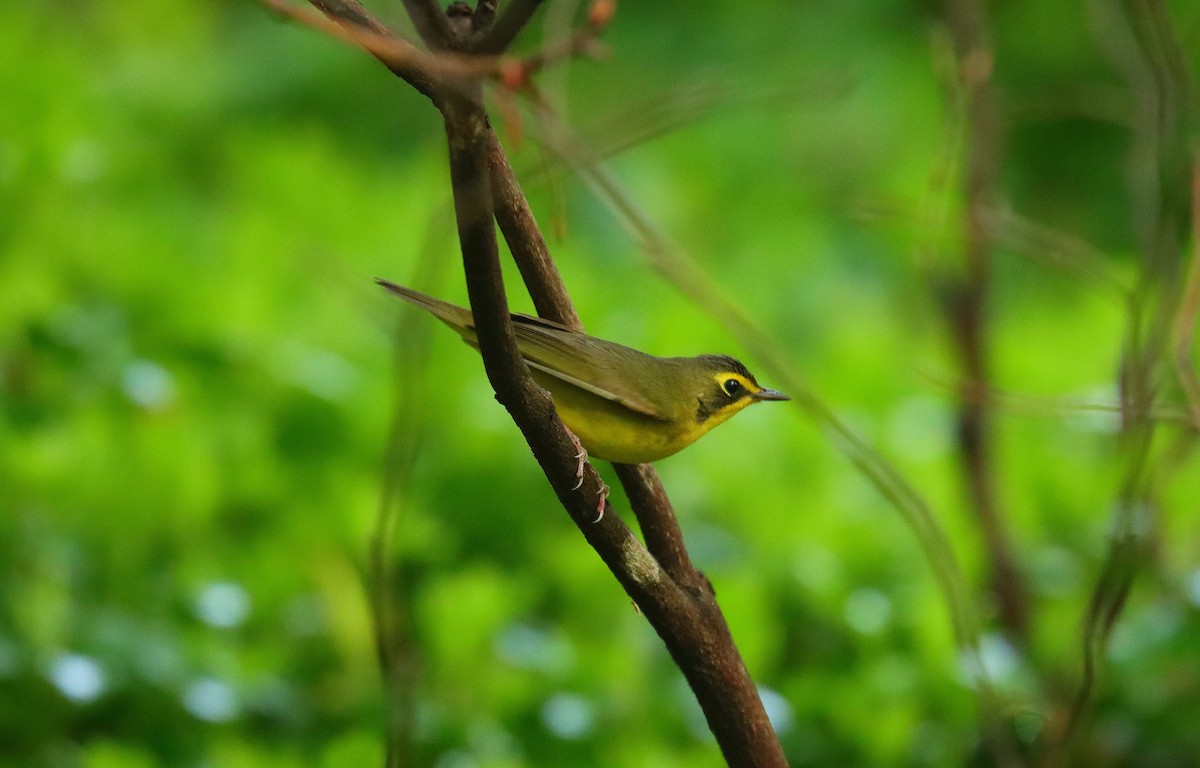Kentucky Warbler - ML643663768