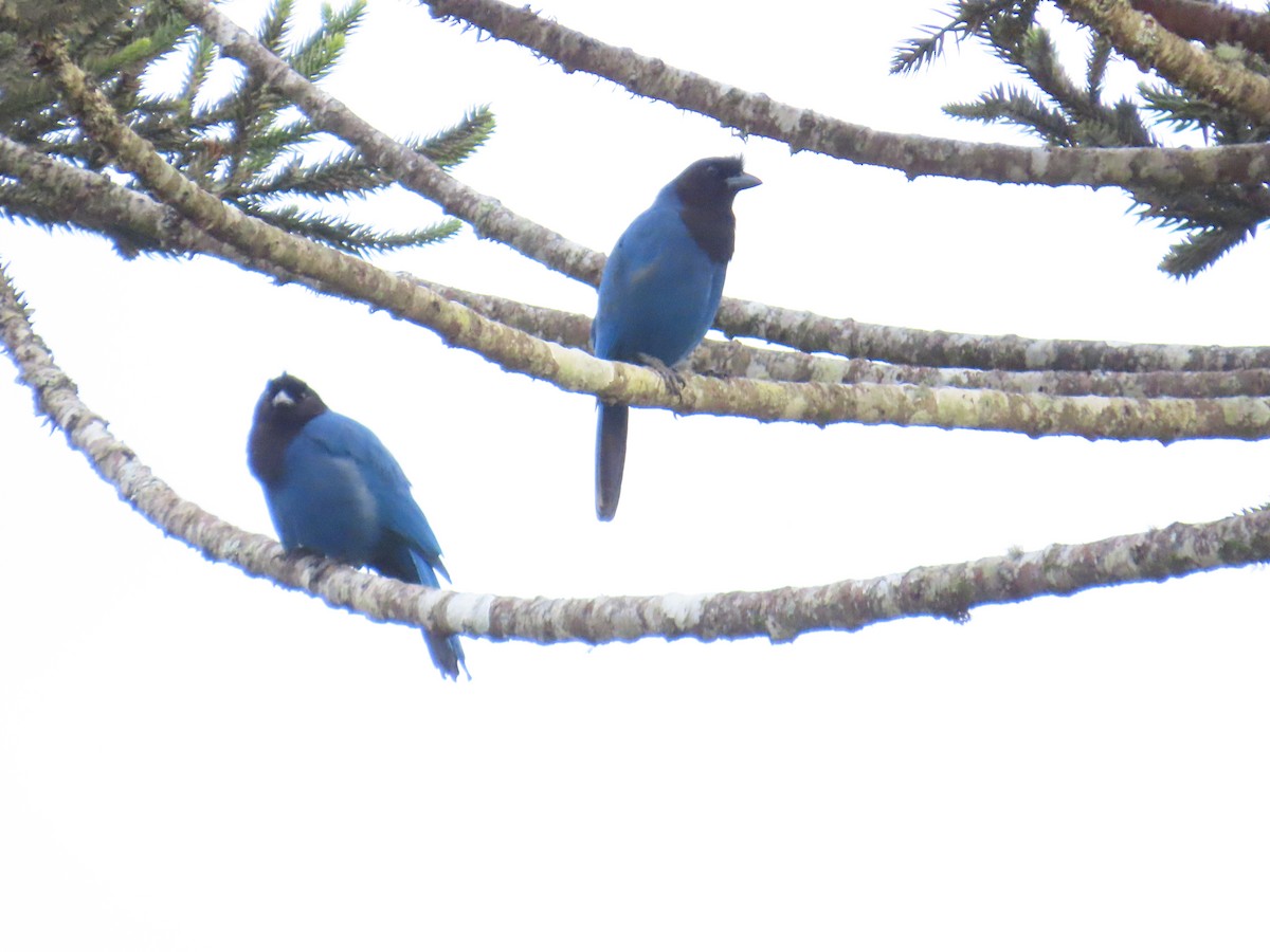 Azure Jay - ML643663769