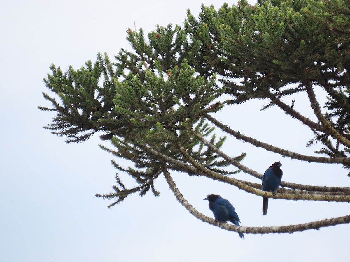 Azure Jay - ML643663770