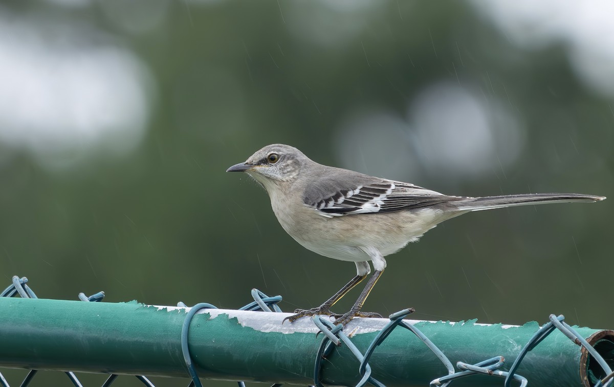 Northern Mockingbird - ML643663775