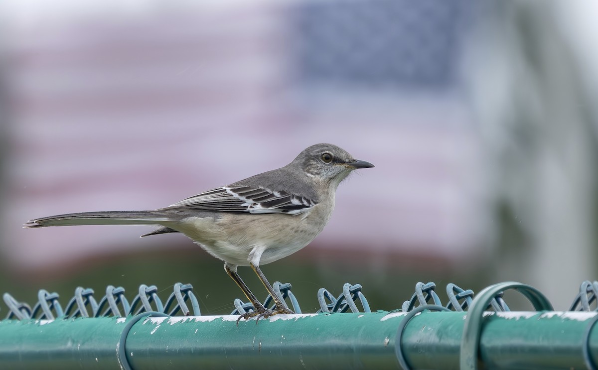 Northern Mockingbird - ML643663776