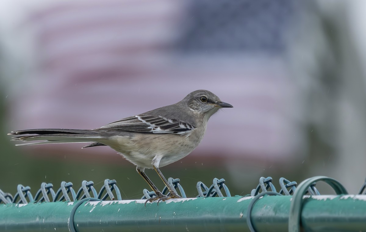 Northern Mockingbird - ML643663777
