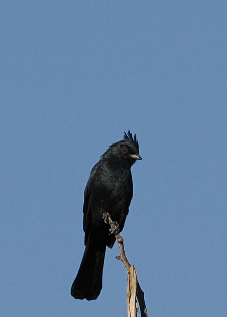 Trauerseidenschnäpper - ML643663782