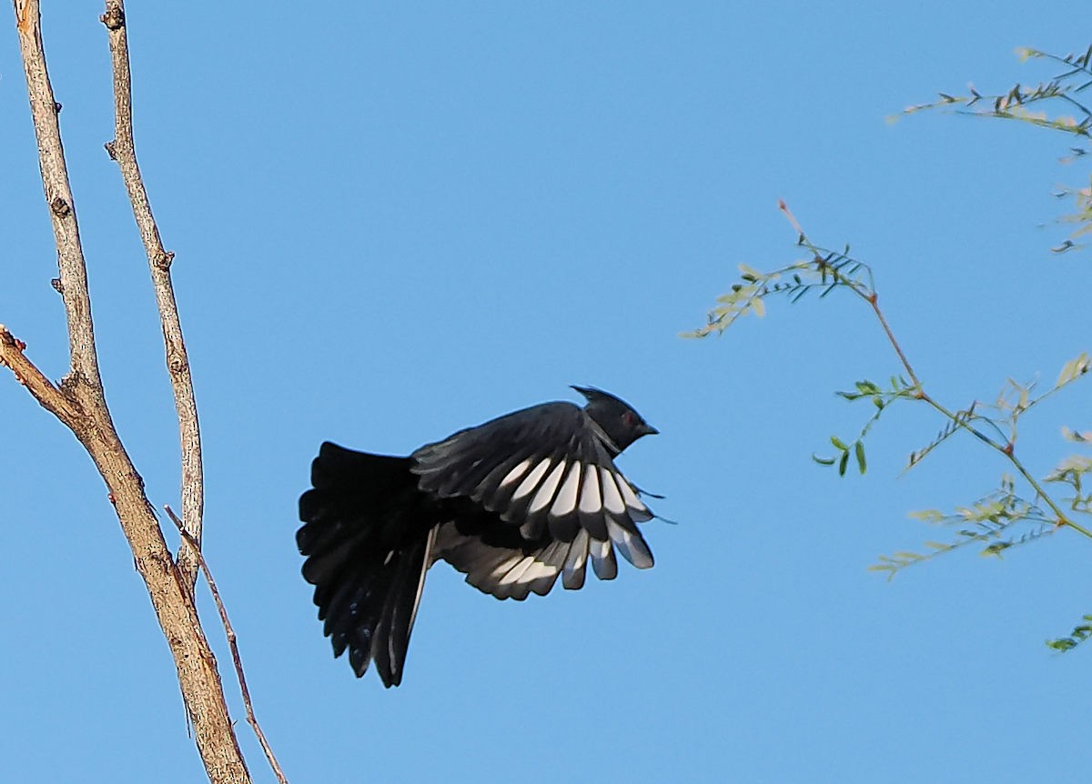 Trauerseidenschnäpper - ML643663802