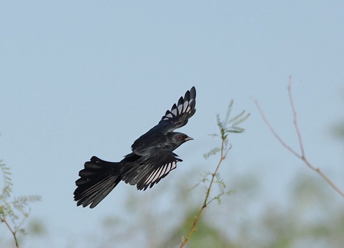 Trauerseidenschnäpper - ML643663822