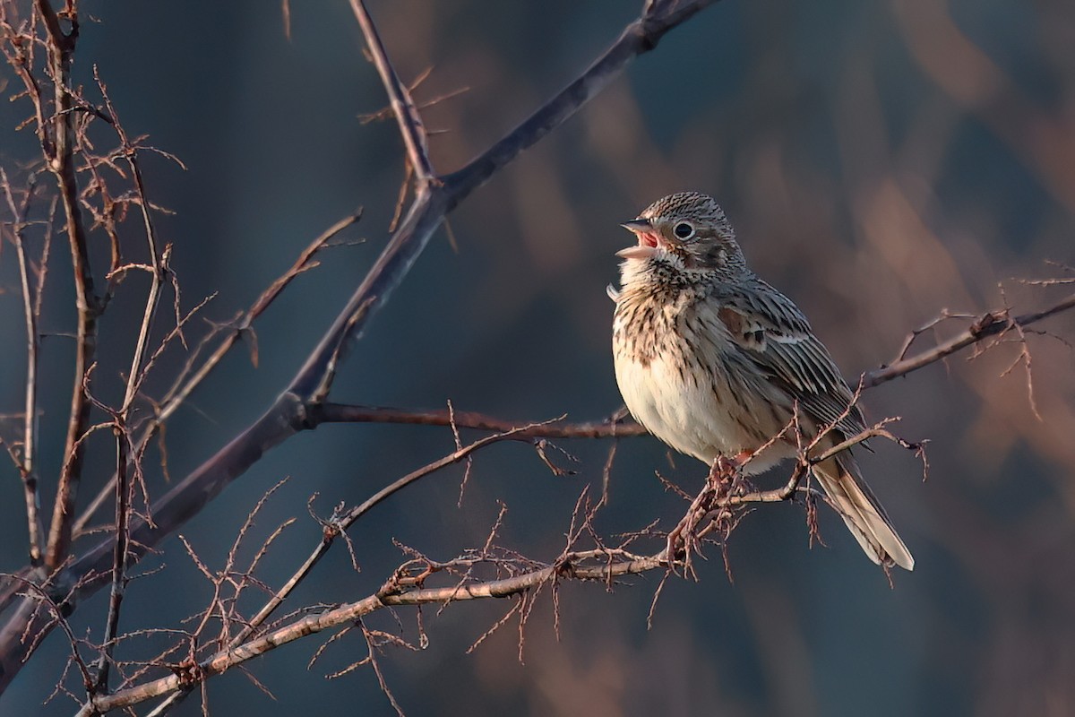 Vesper Sparrow - ML643663823
