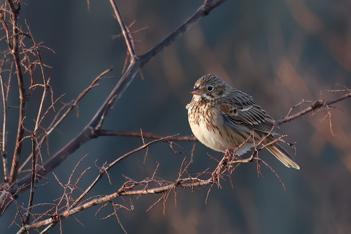 Vesper Sparrow - ML643663825