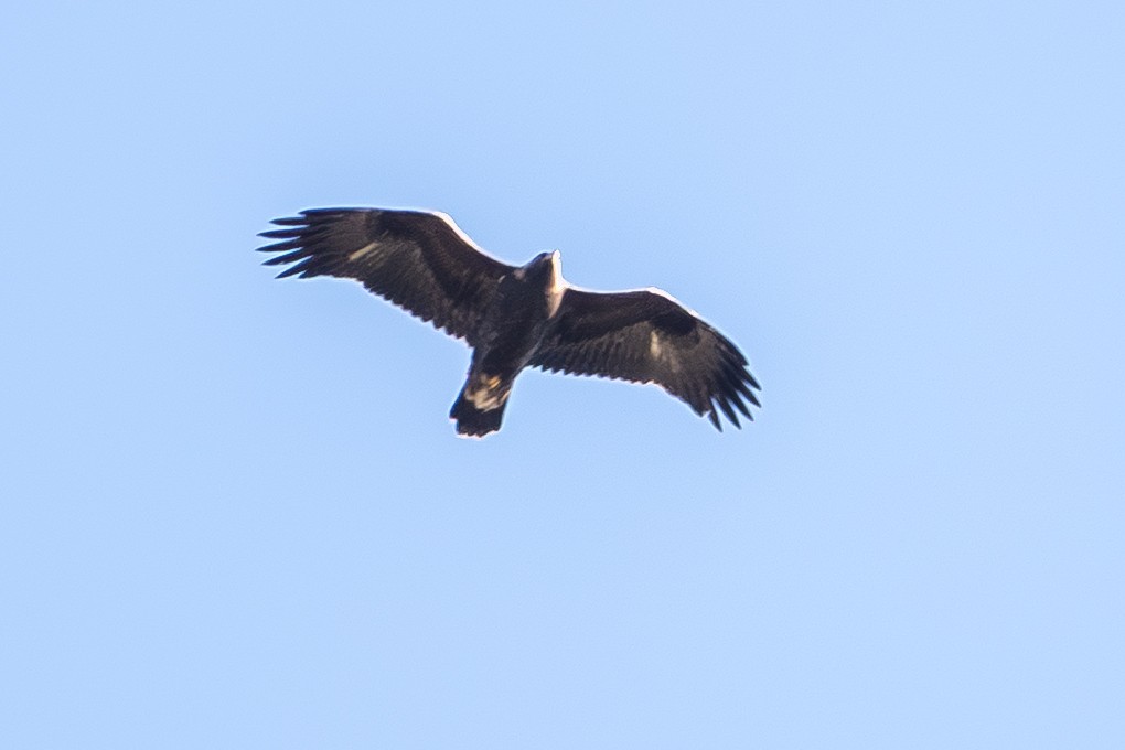 Цармын бүргэд - ML643663826