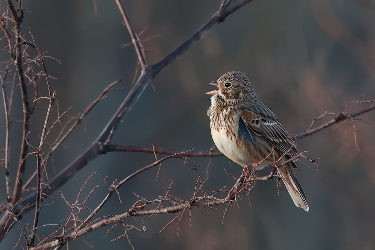 Vesper Sparrow - ML643663827