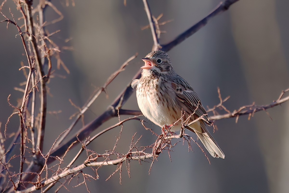 Vesper Sparrow - ML643663830
