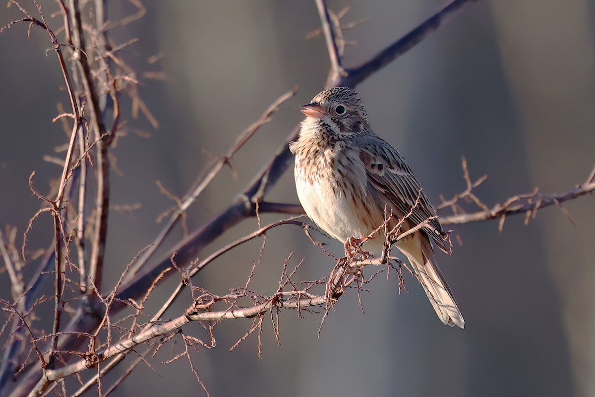 Vesper Sparrow - ML643663835