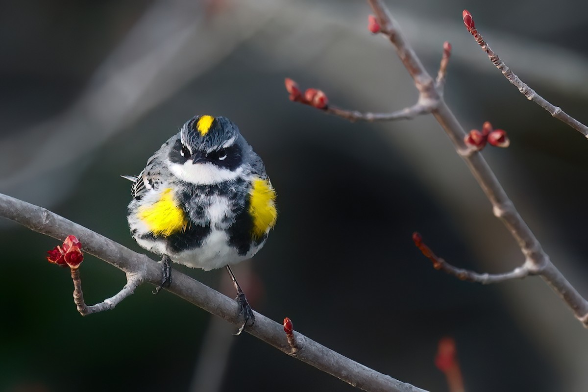 Yellow-rumped Warbler - ML643663838
