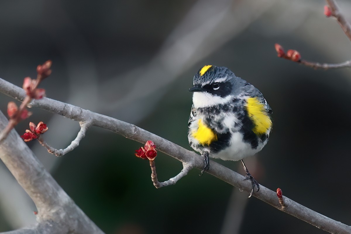 Yellow-rumped Warbler - ML643663844