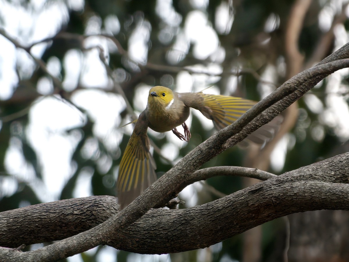 White-plumed Honeyeater - ML643663851