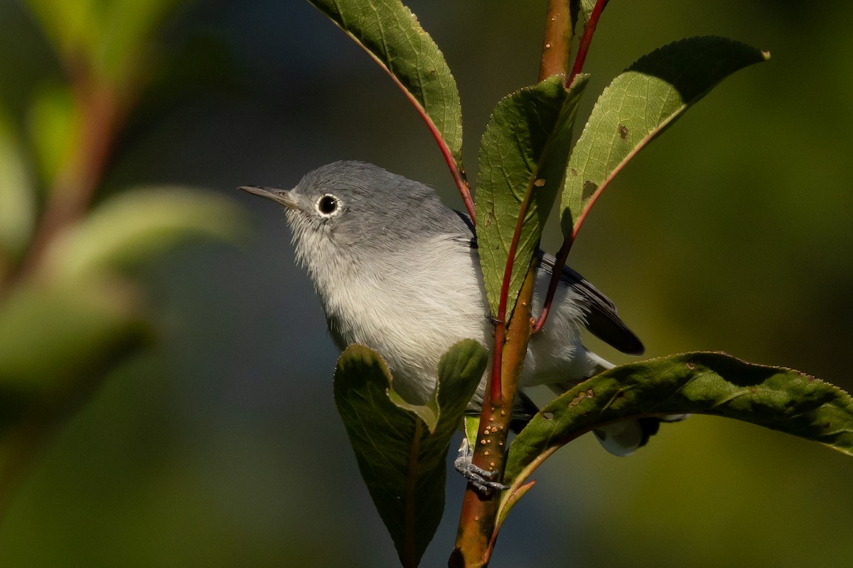 Blue-gray Gnatcatcher - ML643663864