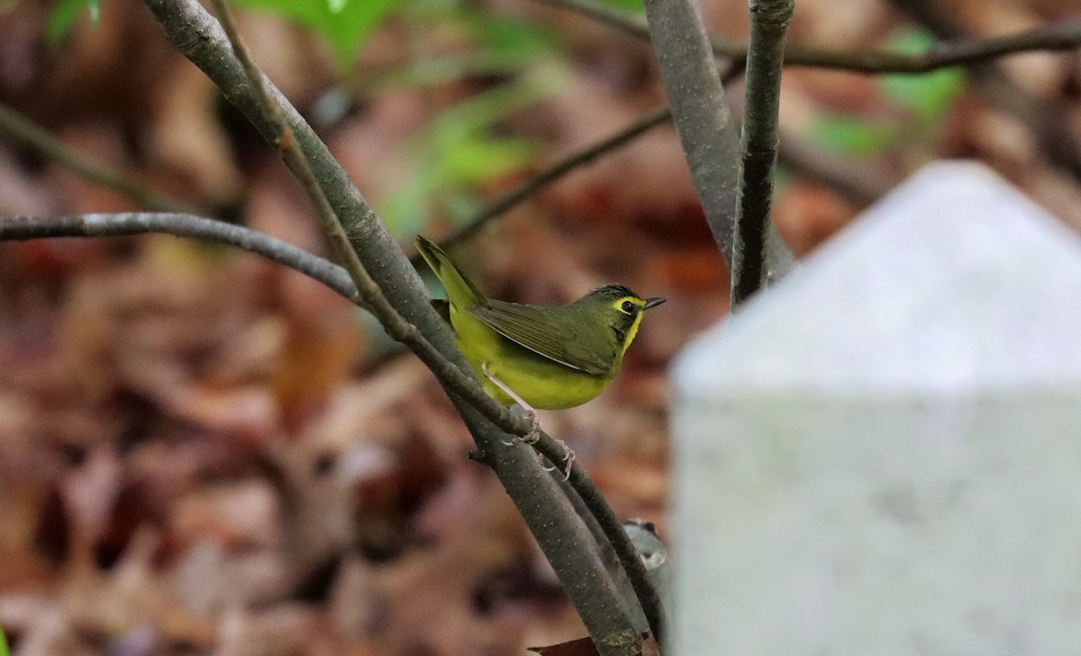 Kentucky Warbler - ML643663878