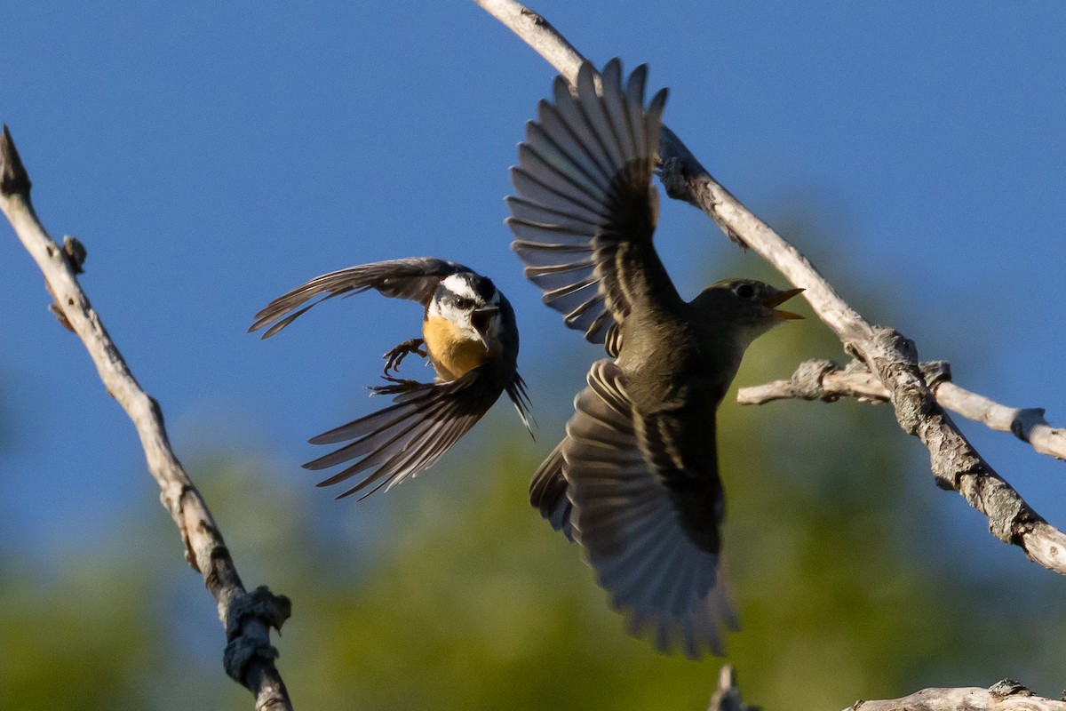 Red-breasted Nuthatch - ML643663892