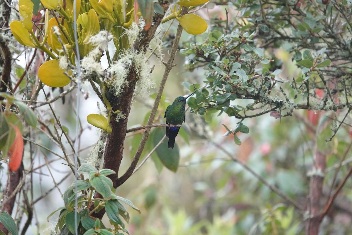 Sapphire-vented Puffleg - ML643663896