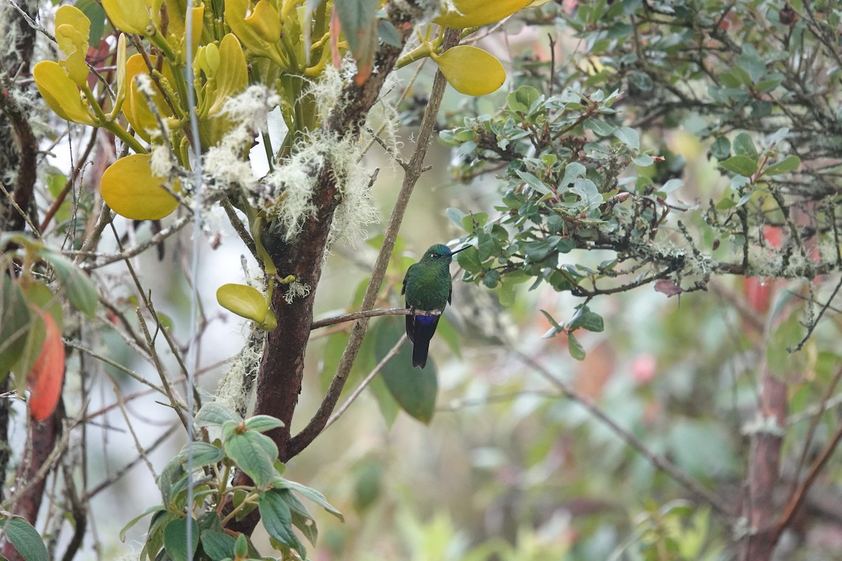Sapphire-vented Puffleg - ML643663900