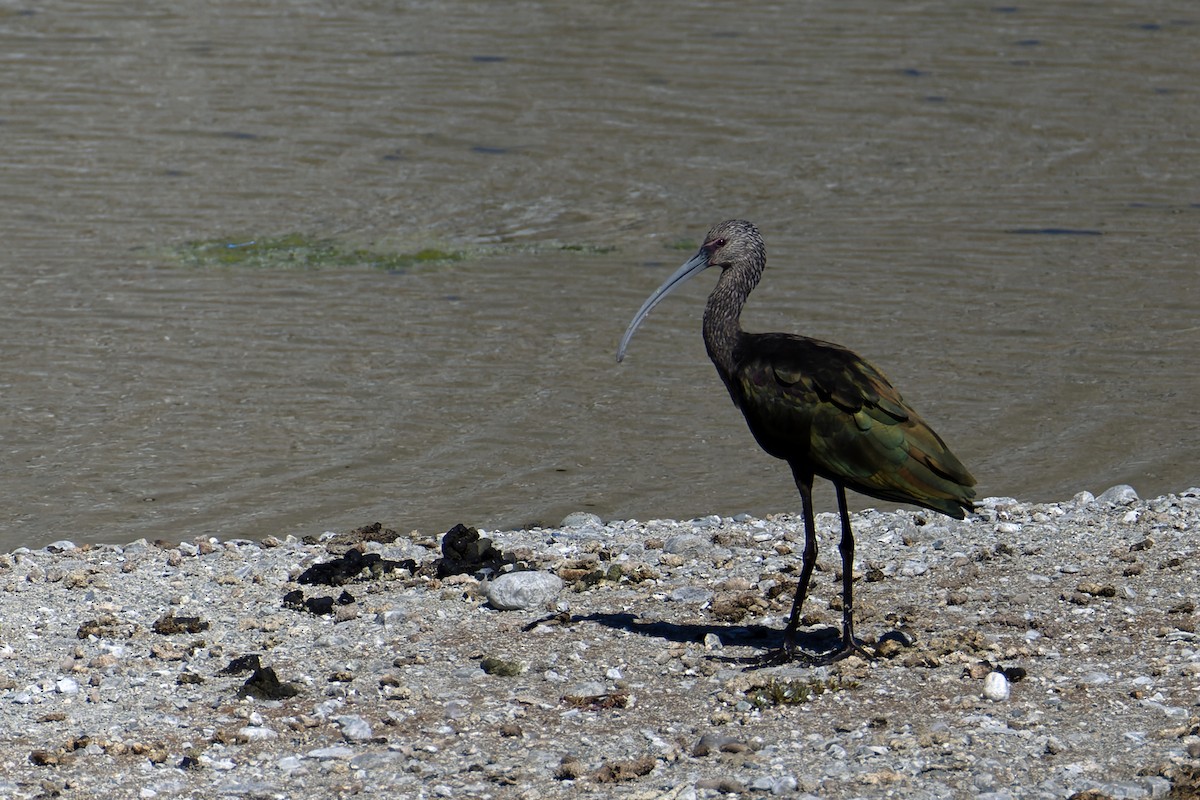 Ibis à face blanche - ML643663901