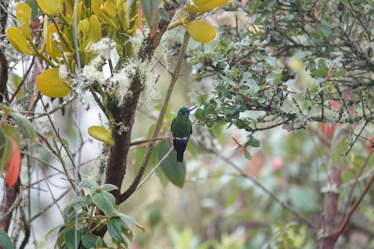 Sapphire-vented Puffleg - ML643663903