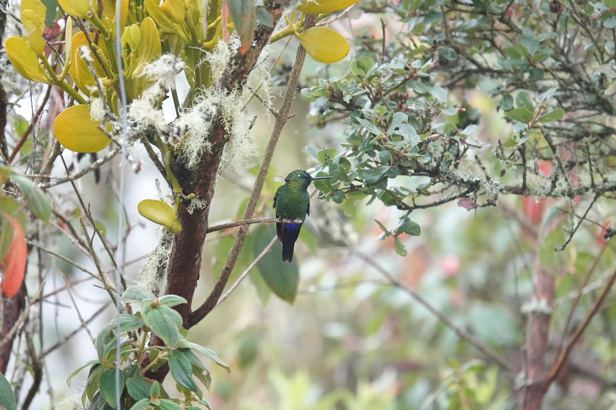 Sapphire-vented Puffleg - ML643663912