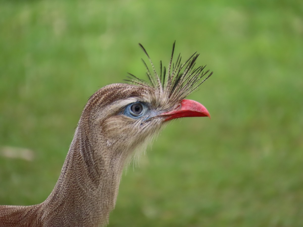 Red-legged Seriema - ML643663934
