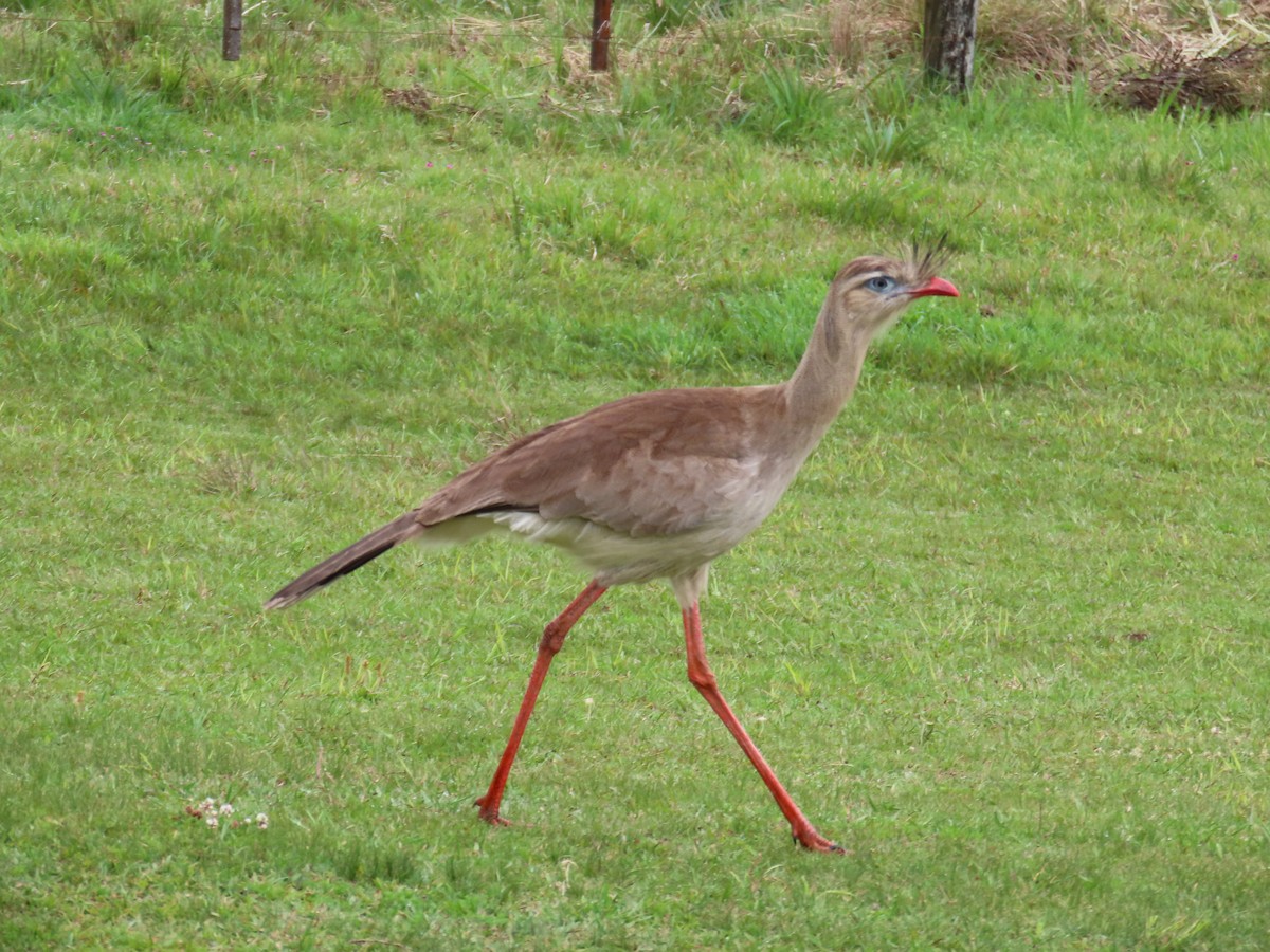 Red-legged Seriema - ML643663935