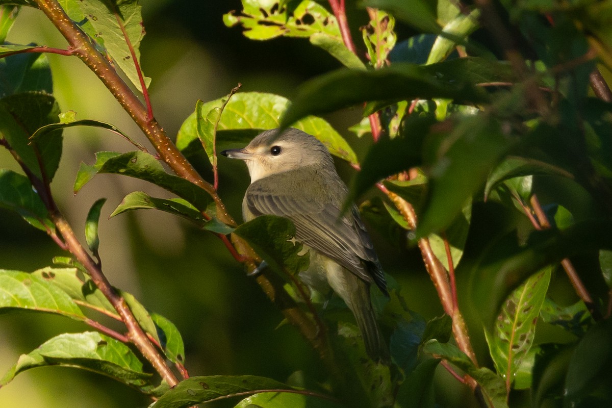 Warbling Vireo - ML643663942