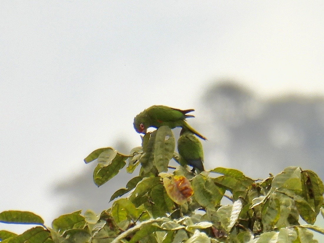 El Oro Parakeet - ML643663960