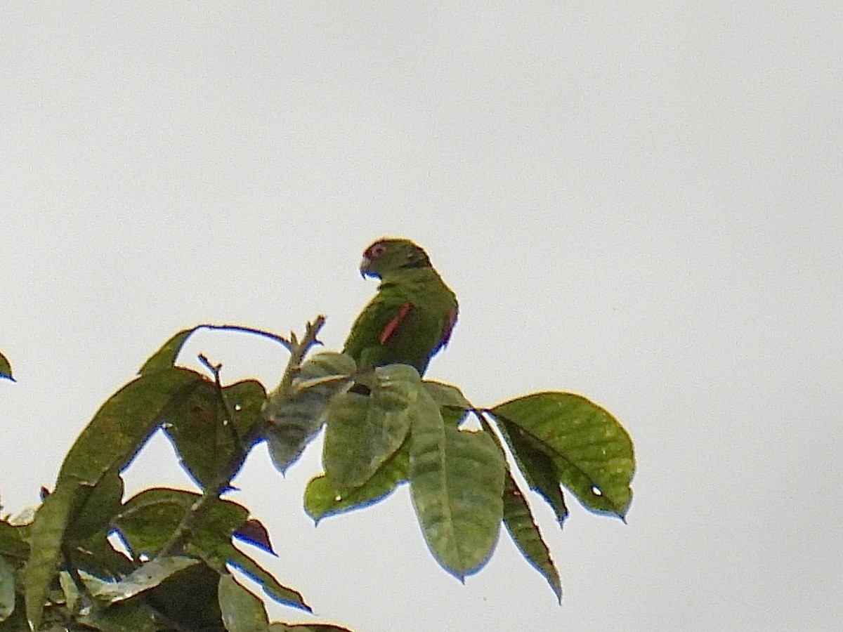 El Oro Parakeet - ML643663961