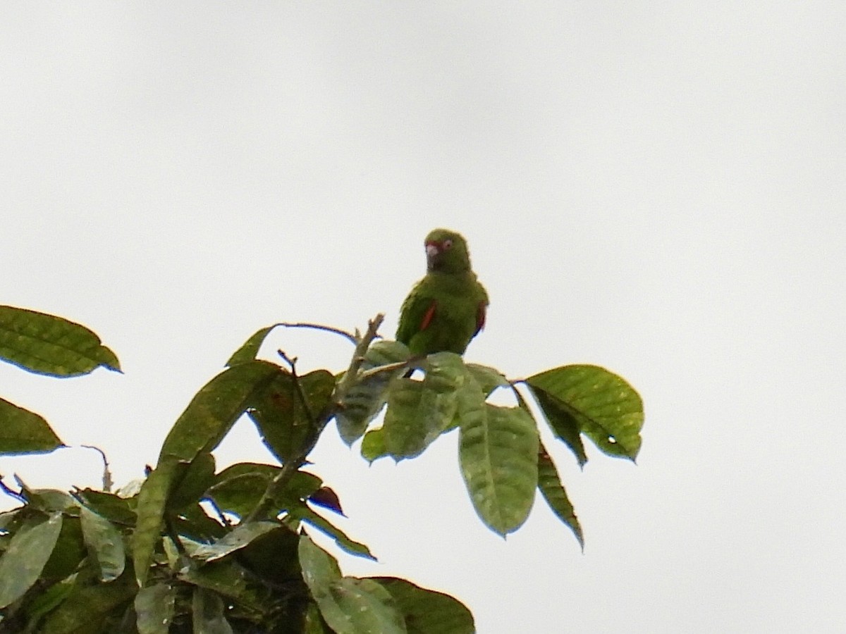 El Oro Parakeet - ML643663962