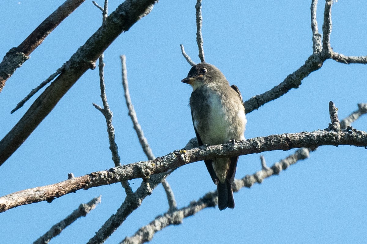 tyranovec severský - ML643663966