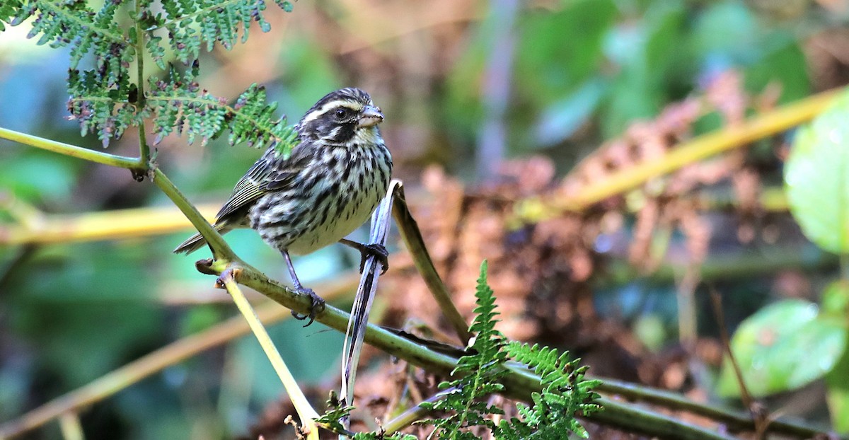 Streaky Seedeater - ML643663969