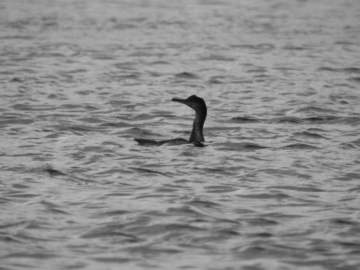 European Shag - ML643663971