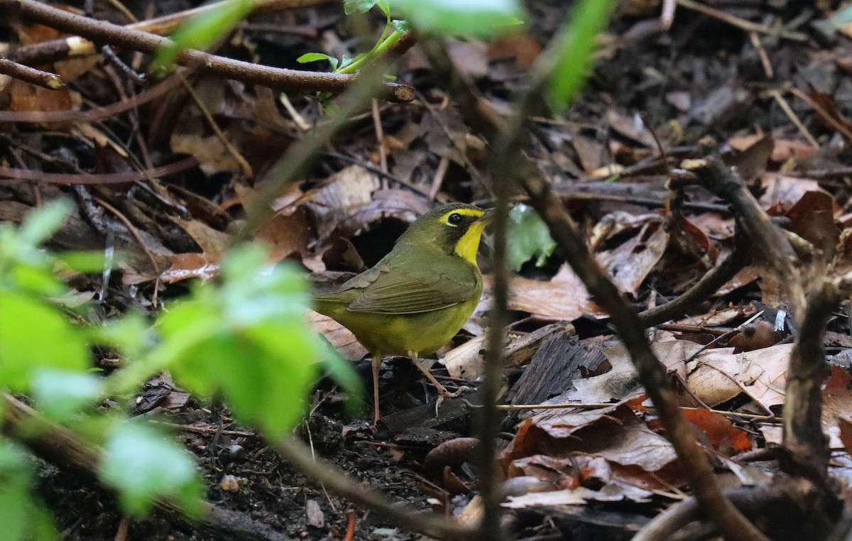 Kentucky Warbler - ML643663980