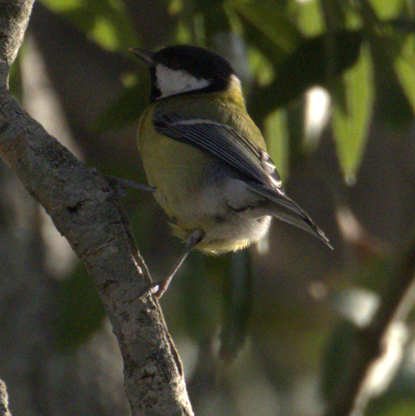 Great Tit - ML643663982