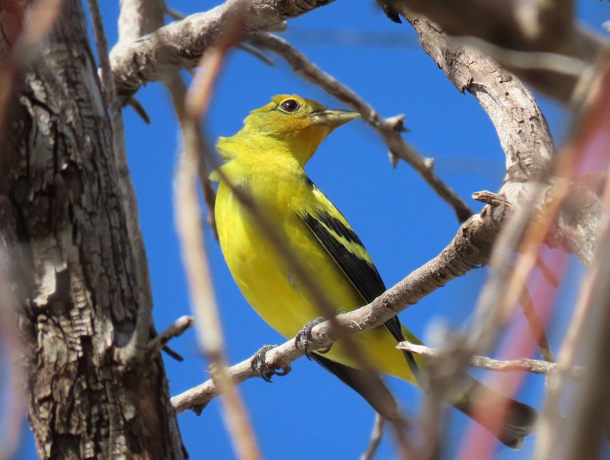 Western Tanager - ML643663983
